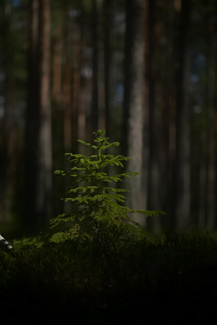 Madagascar : Le reboisement permet de préserver&nbsp;l’eau